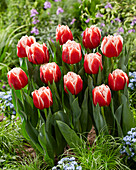 Tulpe (Tulipa) 'Everton'