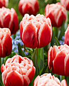 Tulipa Everton