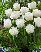 Tulpe (Tulipa) 'White Ice'