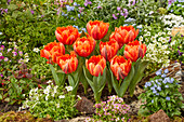 Tulipa Royal Centennial