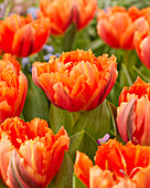 Tulipa Royal Centennial