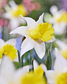 Narcissus January Silver