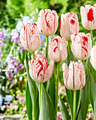 Tulipa Merel Delight