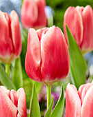 Tulpe (Tulipa) 'His Love'