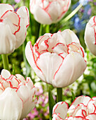 Tulpe (Tulipa) 'Rem Double'