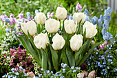 Tulipa Snow Tears