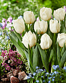 Tulipa Snow Tears