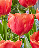 Tulpe (Tulipa) 'Caro'