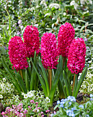 Hyacinthus Jan Bos