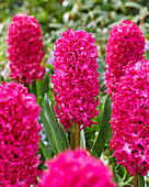 Hyazinthe (Hyacinthus) 'Jan Bos'