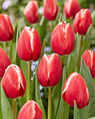 Tulpe (Tulipa) 'Kung-Fu'