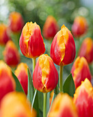 Tulpe (Tulipa) 'Bombita'