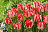 Tulipa Pink Delight