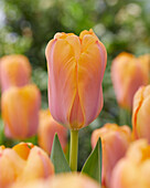 Tulpe (Tulipa) 'Blushing Impression'