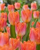Tulpe (Tulipa) 'Sunrise Dynasty'