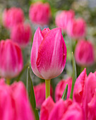 Tulpe (Tulipa) 'Joelle'