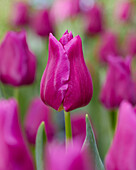 Tulpe (Tulipa) 'Passionale'