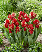 Tulipa Red Spider