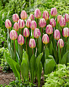 Tulpe (Tulipa) 'Happy Feet'