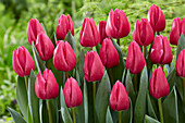 Tulipa Pink Power