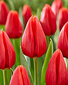 Tulpe (Tulipa) 'Inxs'