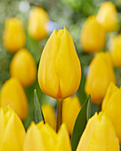 Tulpe (Tulipa) 'Strong Gold'
