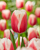Tulpe (Tulipa) 'Lech Walesa'