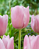 Tulpe (Tulipa) '522-526-02-2004 (Dutch Lane)'