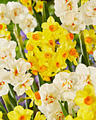 Narzisse (Narcissus) 'Innisidgen', 'Abba'