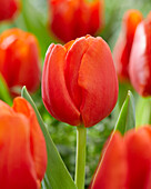 Tulpe (Tulipa) 'Canvas'