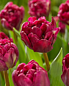 Tulpe (Tulipa) 'Jinan'