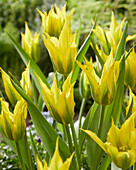 Tulpe (Tulipa) 'Green Mile'