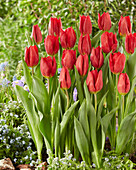Tulpe (Tulipa) 'Red Gold'