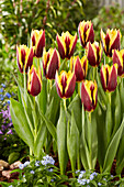 Tulpe (Tulipa) 'Gavota'