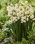 Narzisse (Narcissus) 'Avalanche'