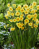 Narzisse (Narcissus) 'Golden Dawn'