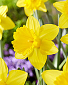 Narzisse (Narcissus) 'Marieke'