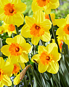 Narzisse (Narcissus) 'Pimpernel'