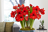 Ritterstern (Hippeastrum) 'Red Rival'