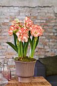 Ritterstern (Hippeastrum) 'Beautiful Emotion'