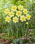 Narzisse (Narcissus) 'Pistachio'