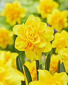 Narcissus Hart van Alkmaar