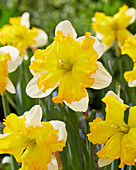 Narzisse (Narcissus) 'Palette'