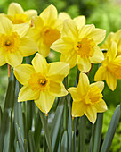 Narzisse (Narcissus) 'Barenwyn'