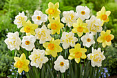 Verschiedene Narzissen (Narcissus) im Beet