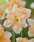 Narzisse (Narcissus) 'Apple Pie'
