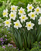 Narzisse (Narcissus) 'Central Station'