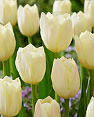 Tulpe (Tulipa) 'Yankee'