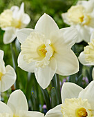 Narcissus Wild Song