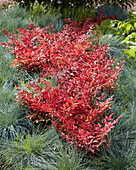 Himmelsbambus (Nandina domestica) 'Obsessed'